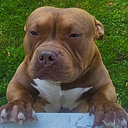 Arron a rejoint le concours — aidez-le/la à gagner de superbes lots ! brown_fur, call_icon, camera_icon, close_up, date_text, dog, face, grass, grumpy_expression, nails, nose, outdoor, paws, pet, phone_lock_screen, pitbull, portrait, table, time_display, white_chest