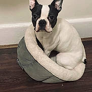 Chloe joined the competition — help win amazing prizes! animal, black_and_white, calm, companion, curled_up, cute, dog, domestic_animal, ears_up, floor, house_pet, indoor, looking_at_camera, pet_bed, quiet, resting, seated, small_dog, white_wall, wooden_floor