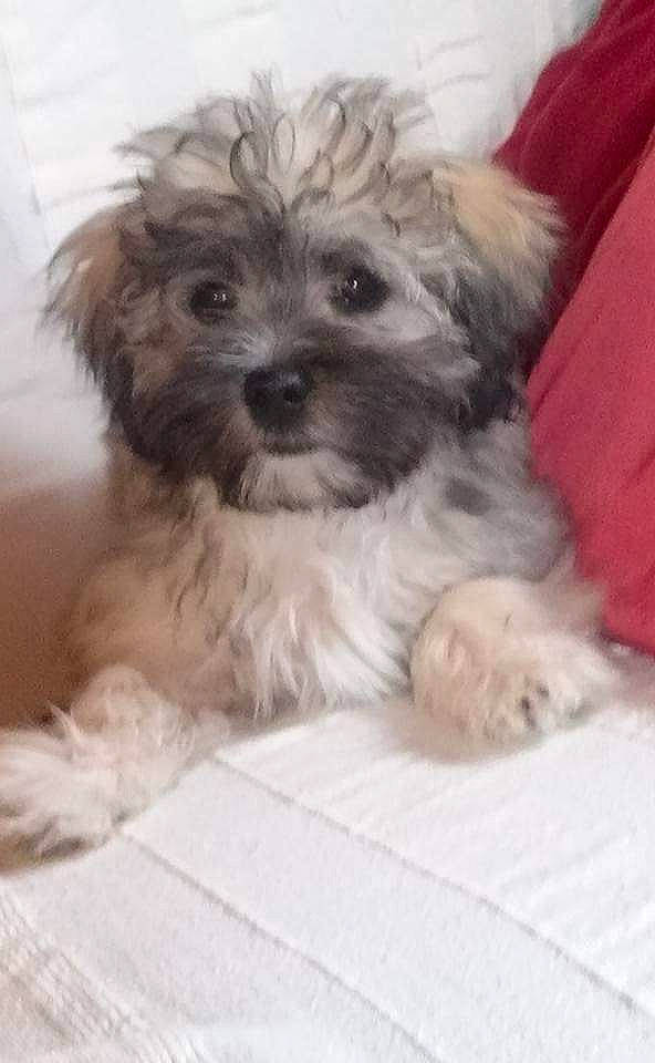 Lino a rejoint le concours — aidez-le/la à gagner de superbes lots ! biewer_terrier, canidae, carnivore, companion_dog, dog, dog_breed, fur, liver, mal_shi, maltepoo, poodle_crossbreed, shih_poo, shih_tzu, small_terrier, snout, sporting_group, terrier, toy_dog, water_dog, working_animal