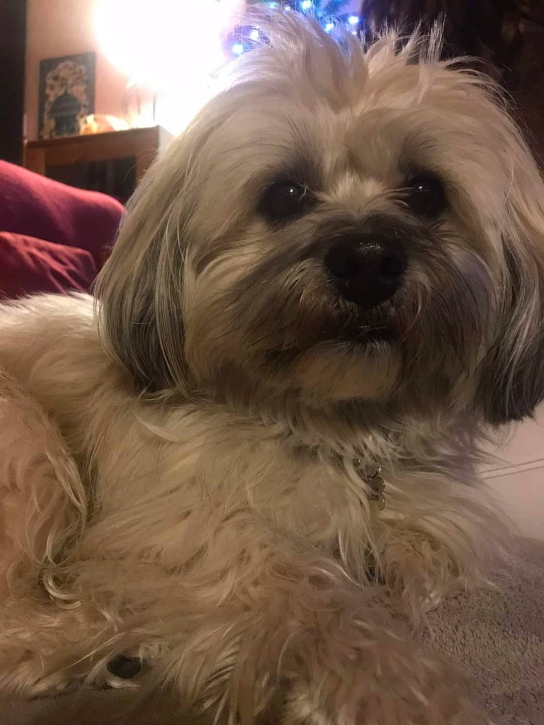 Lino a rejoint le concours — aidez-le/la à gagner de superbes lots ! biewer_terrier, blond, canidae, carnivore, companion_dog, dog, dog_breed, eye, fur, liver, puppy_love, shih_poo, shih_tzu, small_terrier, snout, sporting_group, terrier, toy_dog, whiskers, working_animal