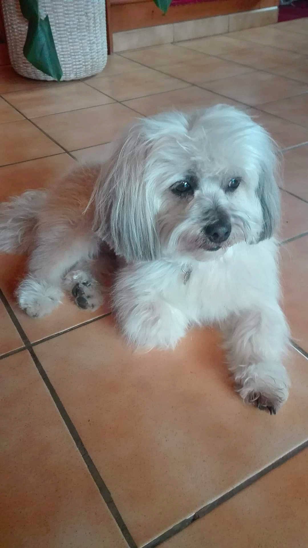 Lino a rejoint le concours — aidez-le/la à gagner de superbes lots ! canidae, carnivore, companion_dog, dog, dog_breed, dog_supply, flooring, flowerpot, fur, liver, mal_shi, poodle_crossbreed, shih_poo, shih_tzu, small_terrier, snout, sporting_group, terrier, toy_dog, working_animal