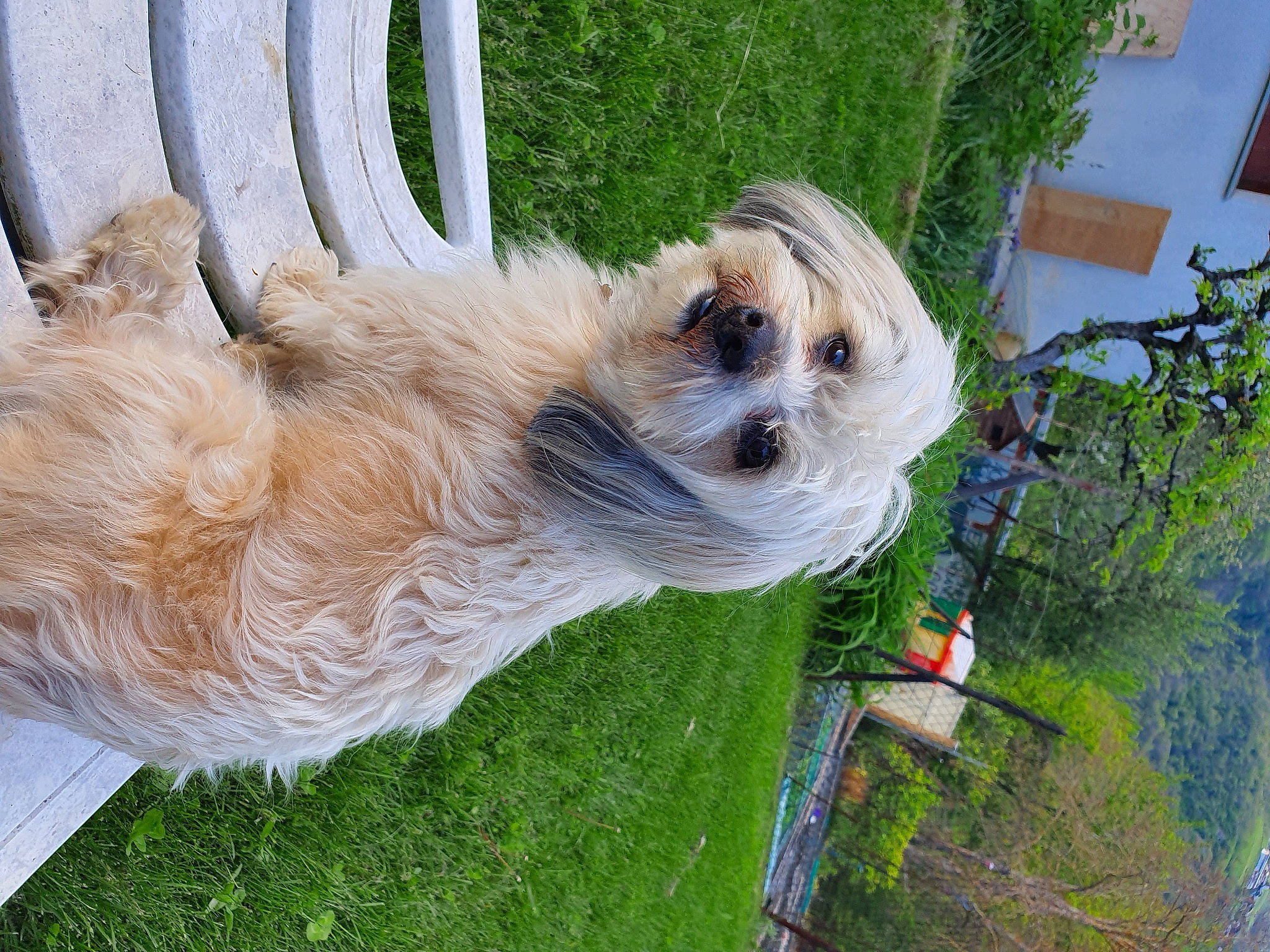 Lino a rejoint le concours — aidez-le/la à gagner de superbes lots ! automotive_tire, carnivore, collar, companion_dog, dog, dog_breed, dog_collar, dog_supply, fawn, grass, plant, small_terrier, snout, sunglasses, terrier, tire, toy_dog, tread, tree, wheel