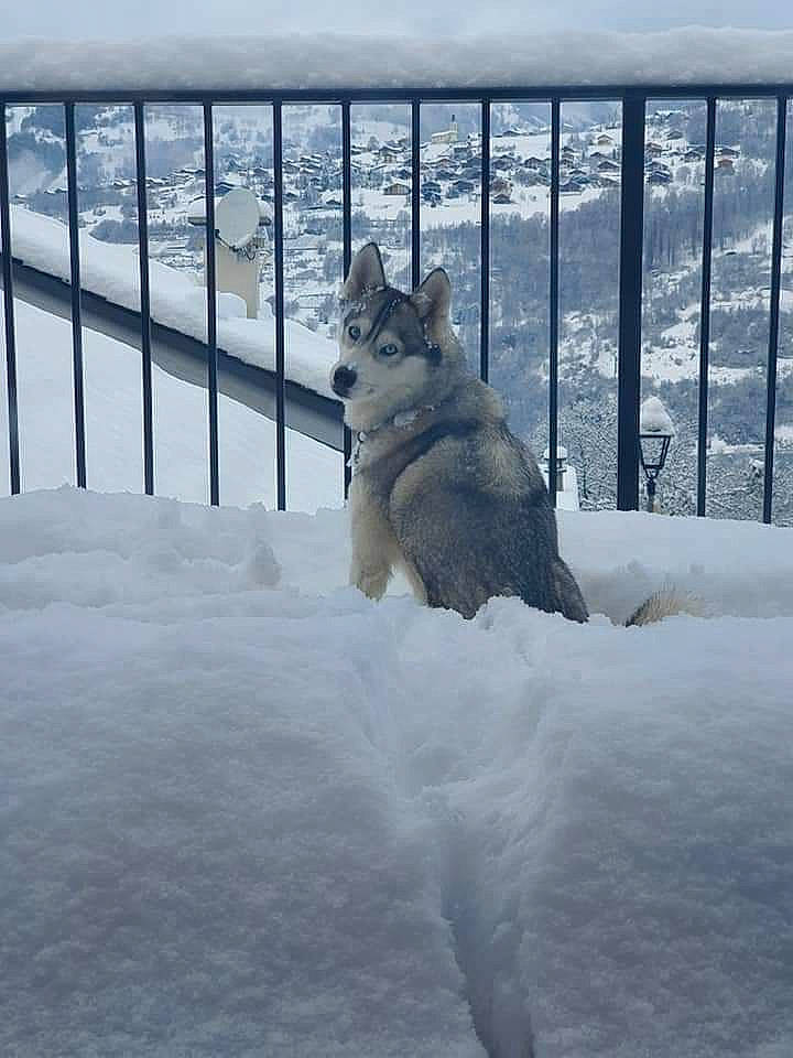 Nala participe au concours pour gagner de l'argent avec cette photo : carnivore, dog_breed, event, felidae, fence, freezing, ice_cap, line, metal, plant, sky, small_to_medium_sized_cats, snout, snow, tail, tree, water, whiskers, winter, wood