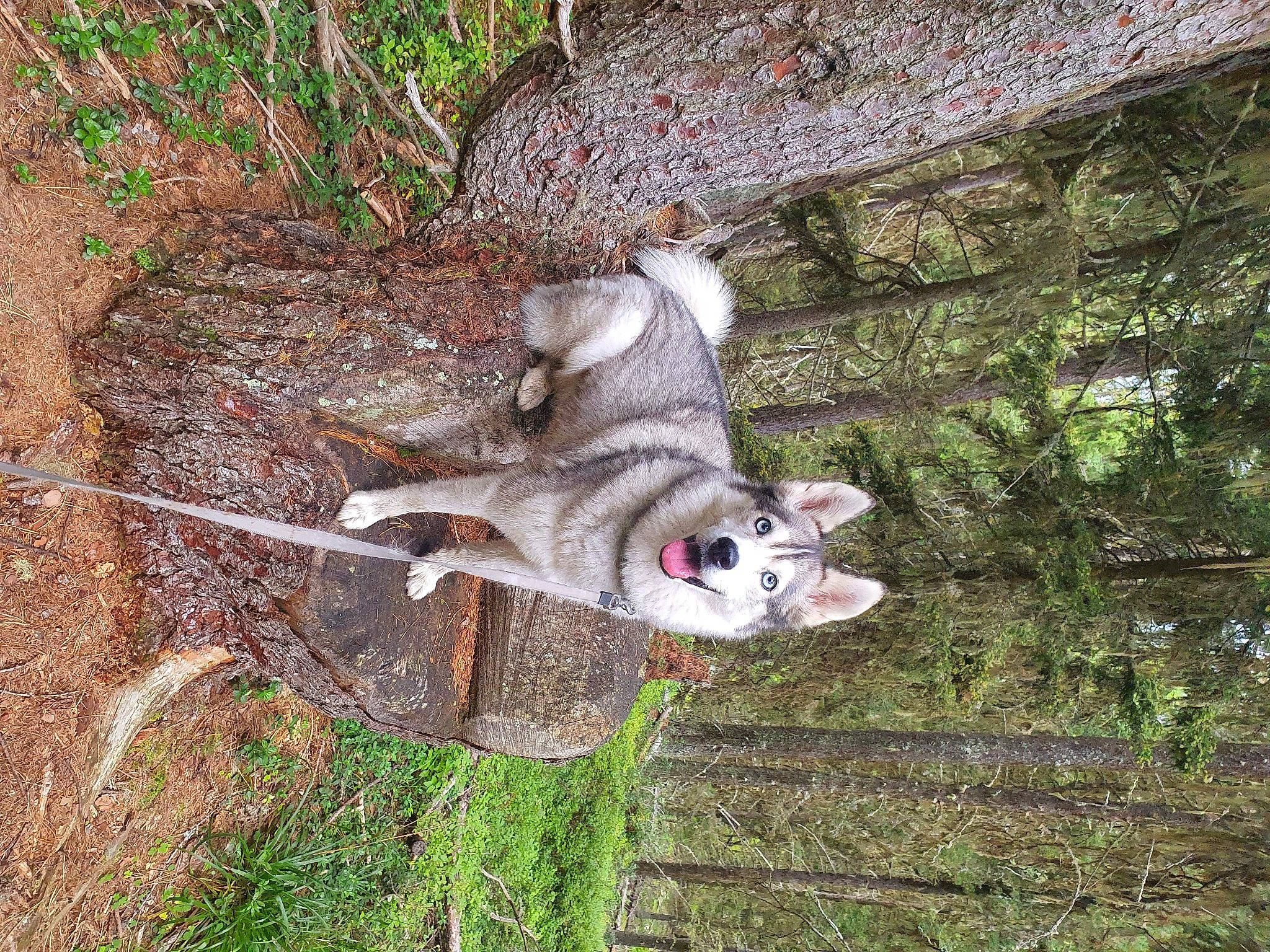 Nala a rejoint le concours — aidez-le/la à gagner de superbes lots ! canidae, carnivore, cat, domestic_short_haired_cat, fawn, felidae, fur, grass, groundcover, plant, small_to_medium_sized_cats, snout, sporting_group, tail, terrestrial_animal, tree, trunk, twig, whiskers, wildlife