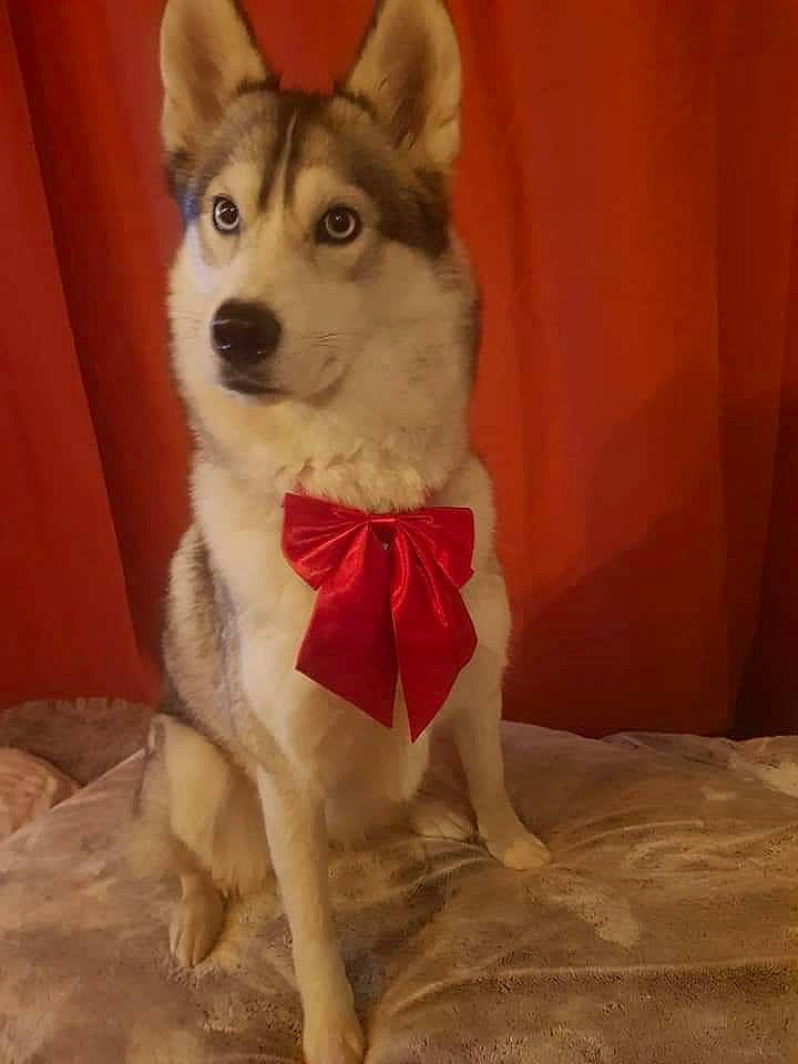 Nala participe au concours pour gagner de l'argent avec cette photo : canidae, carnivore, companion_dog, curtain, dog, dog_breed, dog_supply, fawn, flooring, fur, paw, pet_supply, sled_dog, snout, sporting_group, tail, terrestrial_animal, wood, working_animal, working_dog