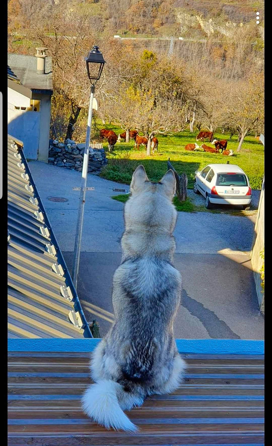 Nala participe au concours pour gagner de l'argent avec cette photo : art, car, fawn, felidae, fur, grass, leaf, line, morning, motor_vehicle, plant, rectangle, small_to_medium_sized_cats, street_light, tail, tints_and_shades, tree, vehicle, whiskers, window