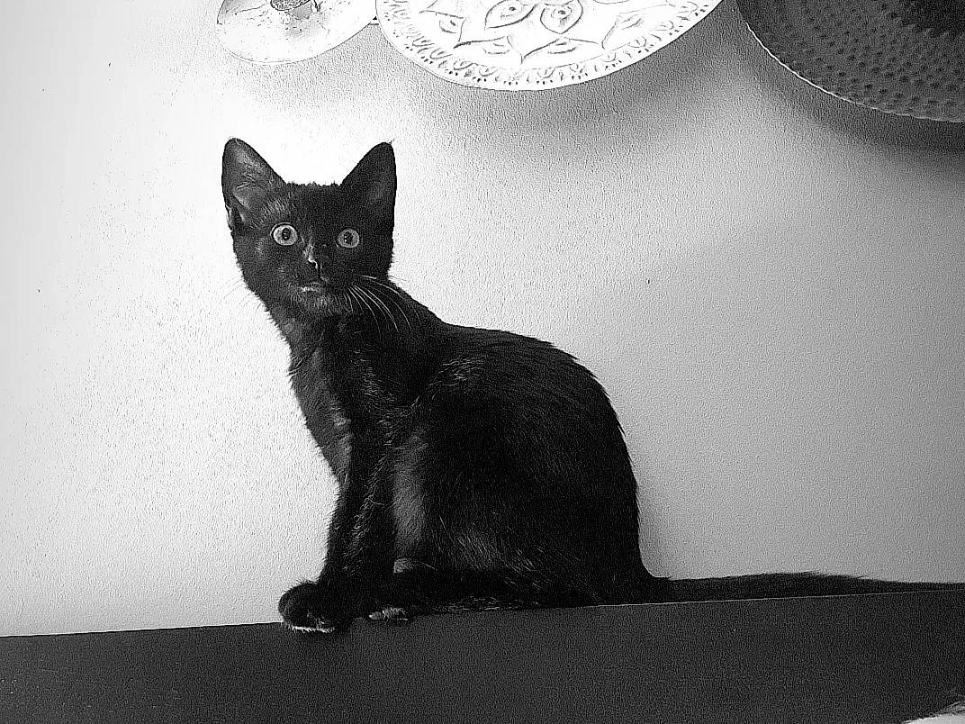 Wendy a rejoint le concours — aidez-le/la à gagner de superbes lots ! black, black_and_white, black_cat, bombay, carnivore, cat, darkness, domestic_short_haired_cat, eye, felidae, fur, grey, head, monochrome, monochrome_photography, small_to_medium_sized_cats, snout, style, tail, whiskers