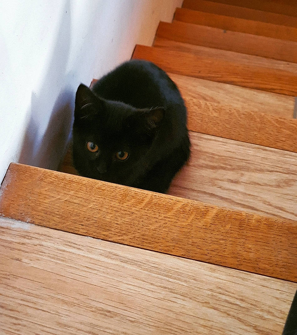 Wendy a rejoint le concours — aidez-le/la à gagner de superbes lots ! black_cat, brown, carnivore, cat, felidae, floor, flooring, hardwood, laminate_flooring, pattern, plank, plywood, rectangle, small_to_medium_sized_cats, snout, tail, varnish, whiskers, wood, wood_stain