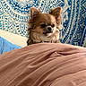 Toffee is registered to the contest to win money with this photo: dog, small_dog, fluffy, long_hair, brown_fur, portrait, indoors, bedroom, bed, blanket, bedding, tapestry, patterned_background, blue, pink, cute, alert, peeking, pet, photography