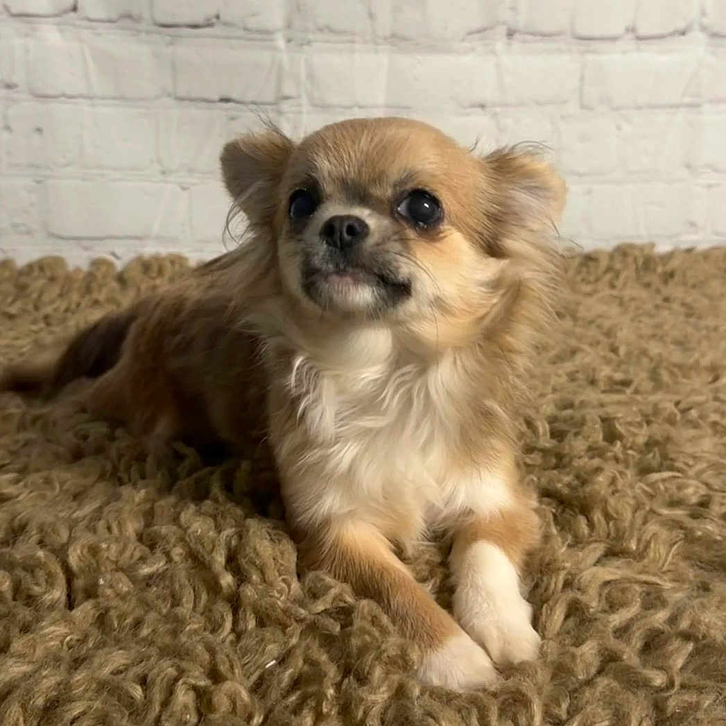 Toffee