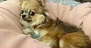 Toffee joined the competition — help win amazing prizes! dog, chihuahua, small_dog, long_hair, fluffy, brown_fur, white_fur, black_face, pointed_ears, lying_down, bed, pink_blanket, bedroom, indoor, pet, collar, side_eye, portrait, household_items, cozy