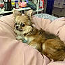dog, chihuahua, small_dog, long_hair, fluffy, brown_fur, white_fur, black_face, pointed_ears, lying_down, bed, pink_blanket, bedroom, indoor, pet, collar, side_eye, portrait, household_items, cozy