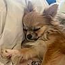Toffee joined the competition — help win amazing prizes! dog, sleeping, long_hair, small_dog, chihuahua, pet, animal, fur, tan_fur, white_fur, paw, closed_eyes, resting, cozy, bed, bedding, blanket, indoors, close_up, cute