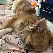 Toffee joined the competition — help win amazing prizes! dog, puppy, sleeping, nap, fluffy, long_hair, small_dog, brown, white, pet, animal, indoors, bed, bedding, snoopy, blanket, laptop, cozy, resting, portrait