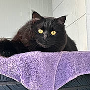 Mazie joined the competition — help win amazing prizes! animal, black_cat, cat, close_up, feline, fluffy, fur, indoor, looking, paw, pet, purple_towel, relaxed, resting, stacked_tires, tires, towel, wall, whiskers, yellow_eyes