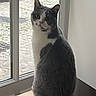 Victorine a rejoint le concours — aidez-le/la à gagner de superbes lots ! cat, gray_cat, white_cat, window, wooden_table, indoor, sitting, looking_out, curious, pet, feline, ears, tail, floor, stone_pavement, daylight, home, animal, domestic, quiet