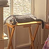 Victorine participe au concours pour gagner de l'argent avec cette photo : cat, gray_cat, white_cat, sunlight, wooden_table, folding_table, indoor, door, glass_door, cobblestone, relaxing, pet, feline, sunny, resting, home, floor, purple_rug, blanket, cat_tree