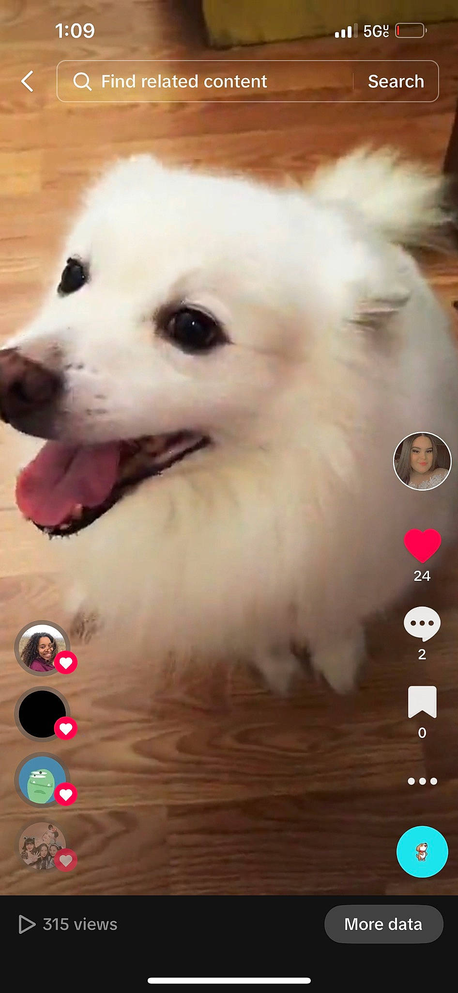 Fluff is registered to the contest to win money with this photo: ancient_dog_breeds, canidae, carnivore, companion_dog, dog, dog_breed, fur, german_spitz, japanese_spitz, non_sporting_group, photo_caption, photography, samoyed, snout, spitz, volpino_italiano, whiskers, working_animal, working_dog