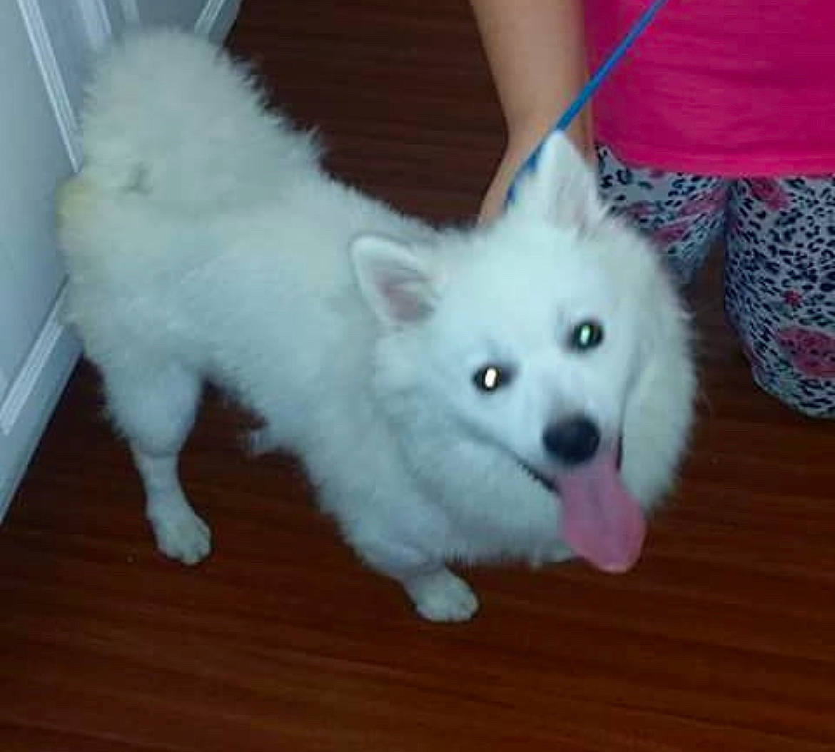 Fluff is registered to the contest to win money with this photo: ancient_dog_breeds, canidae, carnivore, companion_dog, dog, dog_breed, fur, german_spitz, german_spitz_klein, german_spitz_mittel, japanese_spitz, non_sporting_group, samoyed, snout, spitz, sporting_group, toy_dog, volpino_italiano, whiskers, working_animal