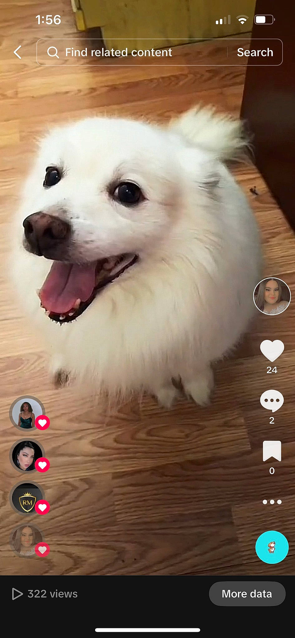 Fluff is registered to the contest to win money with this photo: american_eskimo_dog, canidae, carnivore, collar, companion_dog, dog, dog_breed, dog_supply, fang, fur, german_spitz, samoyed, snout, spitz, sporting_group, toy_dog, volpino_italiano, whiskers, wood, working_animal