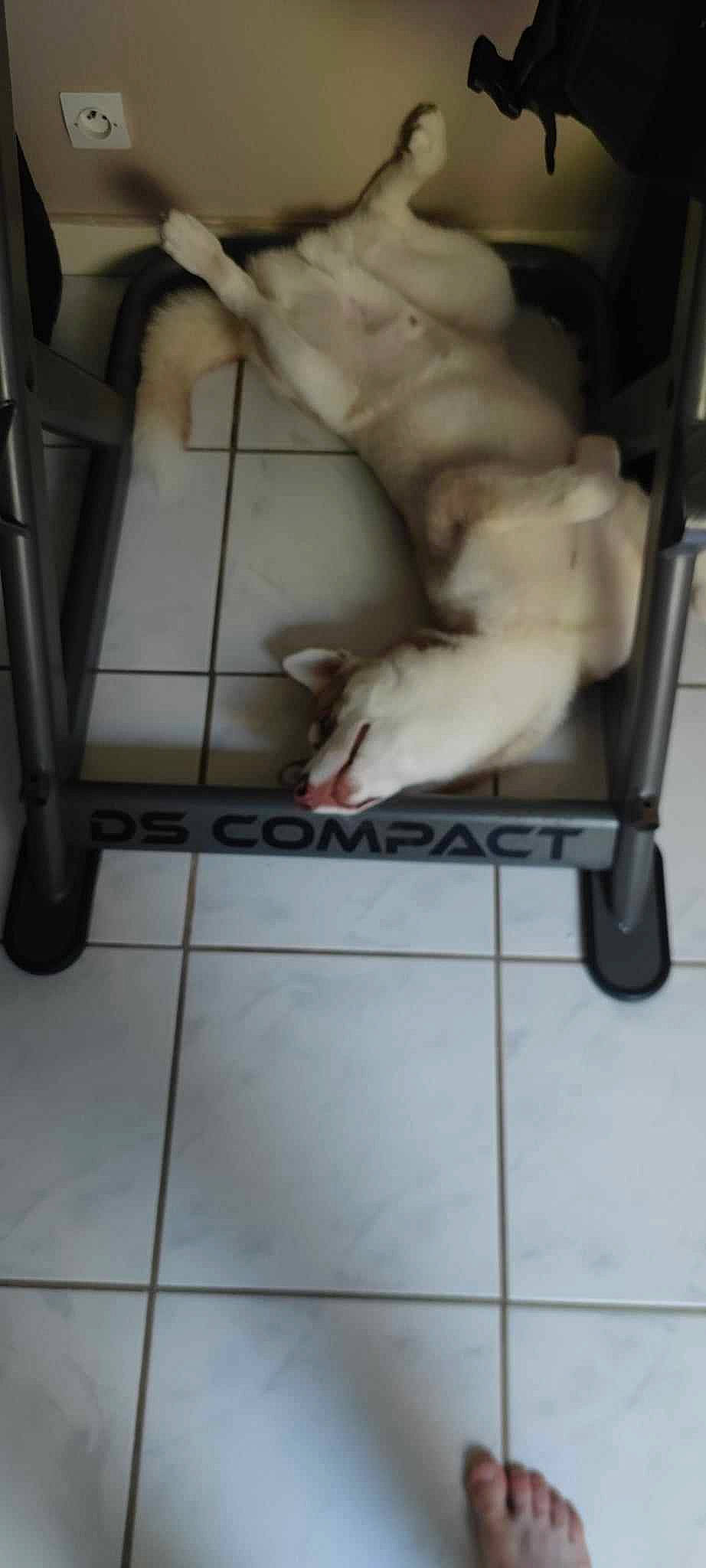 Kiki participe au concours pour gagner de l'argent avec cette photo : canidae, carnivore, companion_dog, dog, dog_breed, domestic_short_haired_cat, fawn, felidae, floor, flooring, foot, fur, paw, small_to_medium_sized_cats, snout, sporting_group, tail, tile_flooring, whiskers, working_animal