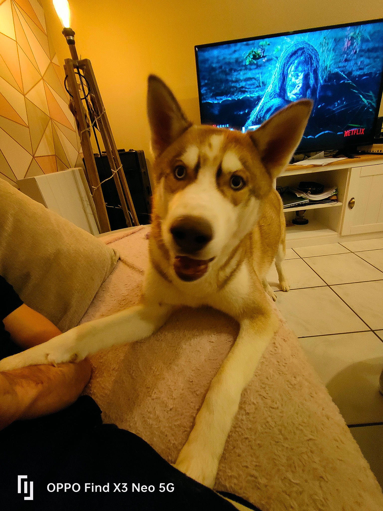 Kiki a rejoint le concours — aidez-le/la à gagner de superbes lots ! canidae, carnivore, companion_dog, desk, display_device, dog, dog_breed, ear, fawn, flooring, fun, fur, happy, herding_dog, led_backlit_lcd_display, picture_frame, snout, sporting_group, television, whiskers