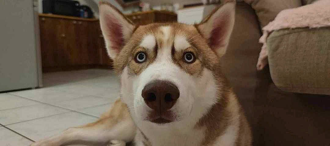 Kiki a rejoint le concours — aidez-le/la à gagner de superbes lots ! ancient_dog_breeds, canis, carnivore, companion_dog, dog, dog_breed, fur, herding_dog, livestock_guardian_dog, non_sporting_group, sled_dog, snout, street_dog, terrestrial_animal, whiskers, window, wood, working_animal, working_dog