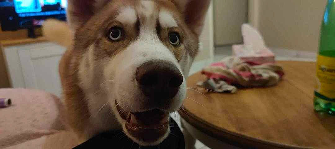 Kiki a rejoint le concours — aidez-le/la à gagner de superbes lots ! ancient_dog_breeds, canidae, carnivore, collar, companion_dog, dog, dog_breed, door, fawn, fur, hardwood, sled_dog, snout, sporting_group, table, terrestrial_animal, whiskers, wood, working_animal, working_dog