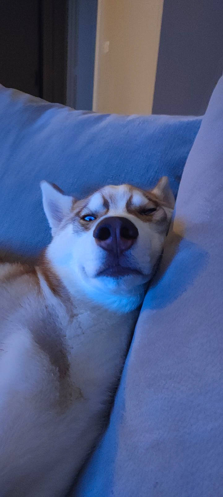 Kiki a rejoint le concours — aidez-le/la à gagner de superbes lots ! canidae, carnivore, comfort, companion_dog, dog, dog_breed, fawn, felidae, fur, jaw, non_sporting_group, snout, spitz, sporting_group, tail, terrestrial_animal, toy_dog, whiskers, wildlife, working_animal