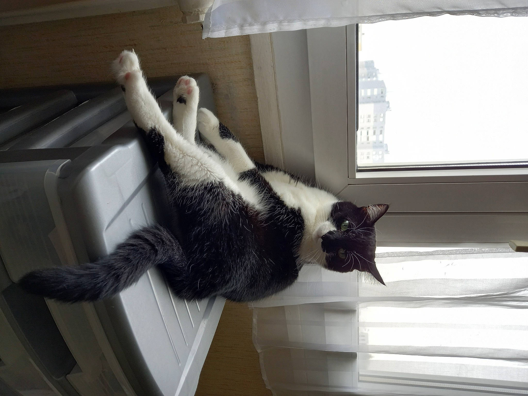 Dora participe au concours pour gagner de l'argent avec cette photo : carnivore, cat, claw, comfort, domestic_short_haired_cat, felidae, flooring, fur, glove, human_leg, room, sash_window, shade, small_to_medium_sized_cats, tail, whiskers, window, window_blind, window_covering, window_treatment
