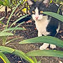 cat, tuxedo_cat, pet, animal, cat_face, whiskers, yellow_eyes, pink_nose, paws, fur, plants, leaves, bush, garden, soil, outdoors, greenery, sunlight, hiding, close_up