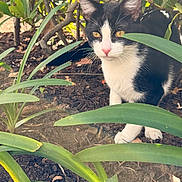 Zig joined the competition — help win amazing prizes! cat, tuxedo_cat, kitten, golden_eyes, whiskers, pink_nose, paw, leaf, foliage, plants, garden, outdoors, soil, underbrush, hiding, curious, close_up, portrait, pet, nature
