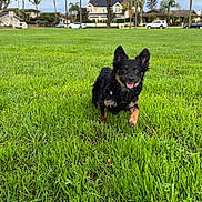Moondoggie is registered to the contest to win money with this photo: dog, pet, small_dog, grass, green_grass, park, outdoor, palm_trees, houses, suburban, sky, happy, tongue_out, running, playful, wet_fur, ears_up, lawn, field, close_up