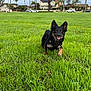 dog, pet, small_dog, grass, green_grass, park, outdoor, palm_trees, houses, suburban, sky, happy, tongue_out, running, playful, wet_fur, ears_up, lawn, field, close_up