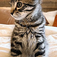 Gizmo joined the competition — help win amazing prizes! cat, kitten, tabby_cat, tabby, fur, whiskers, paws, ears, stripes, bed, bedding, blanket, indoor, portrait, close_up, pet, sitting, curious, adorable, domestic