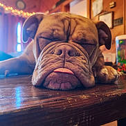 Honey is registered to the contest to win money with this photo: dog, bulldog, sleeping, tongue_out, wrinkled_face, close_up, pet, indoor, wooden_table, paw, relaxed, cozy, table_surface, nap, muzzle, ears, nose, animal_portrait, domestic_animal, bokeh