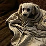 blanket, brown, comfort, couch, cozy, curious, dimly_lit, dog, fabric, fur, home, indoor, looking, patterned, pet, seated, small_dog, snug, white_dog, wrapped