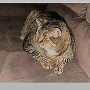 Mimi is registered to the contest to win money with this photo: animal, brown, cat, comfortable, companion, couch, cute, domestic_animal, feline, fur, home, indoor, paws, pet, relaxed, resting, soft, striped, tabby, whiskers