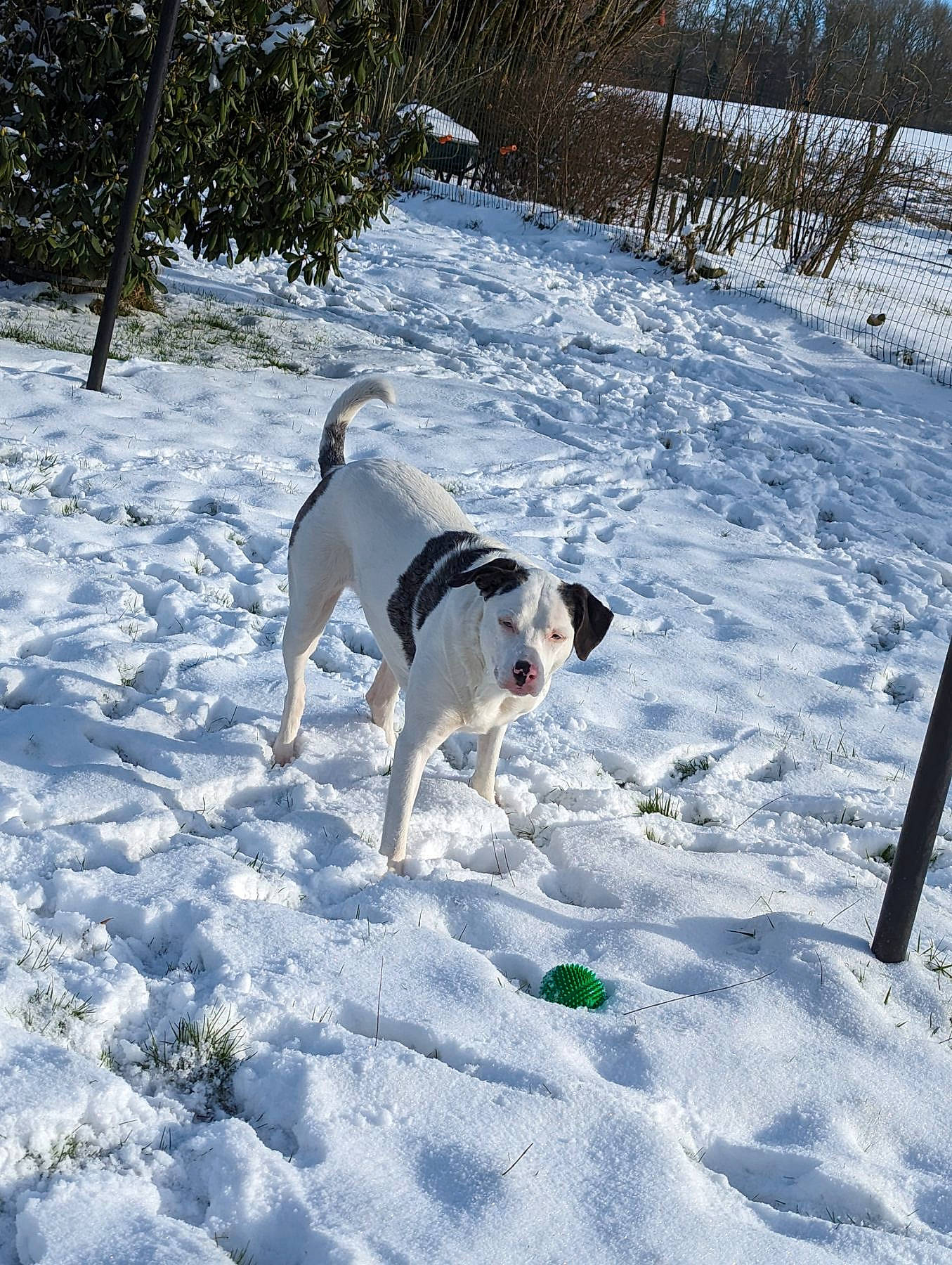 Luna participe au concours pour gagner de l'argent avec cette photo : canidae, carnivore, collar, companion_dog, dog, dog_breed, fence, freezing, hunting_dog, plant, precipitation, recreation, slope, snow, sporting_group, tail, temperature, tree, winter, working_dog
