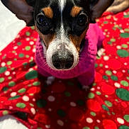 Oreo joined the competition — help win amazing prizes! dog, puppy, small_dog, black_and_white, brown_markings, large_ears, portrait, close_up, staring, indoors, blanket, pink_clothing, red_blanket, green_pattern, polka_dots, cozy, pet, animal, colorful, photography