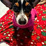 dog, puppy, small_dog, black_and_white, brown_markings, large_ears, portrait, close_up, staring, indoors, blanket, pink_clothing, red_blanket, green_pattern, polka_dots, cozy, pet, animal, colorful, photography