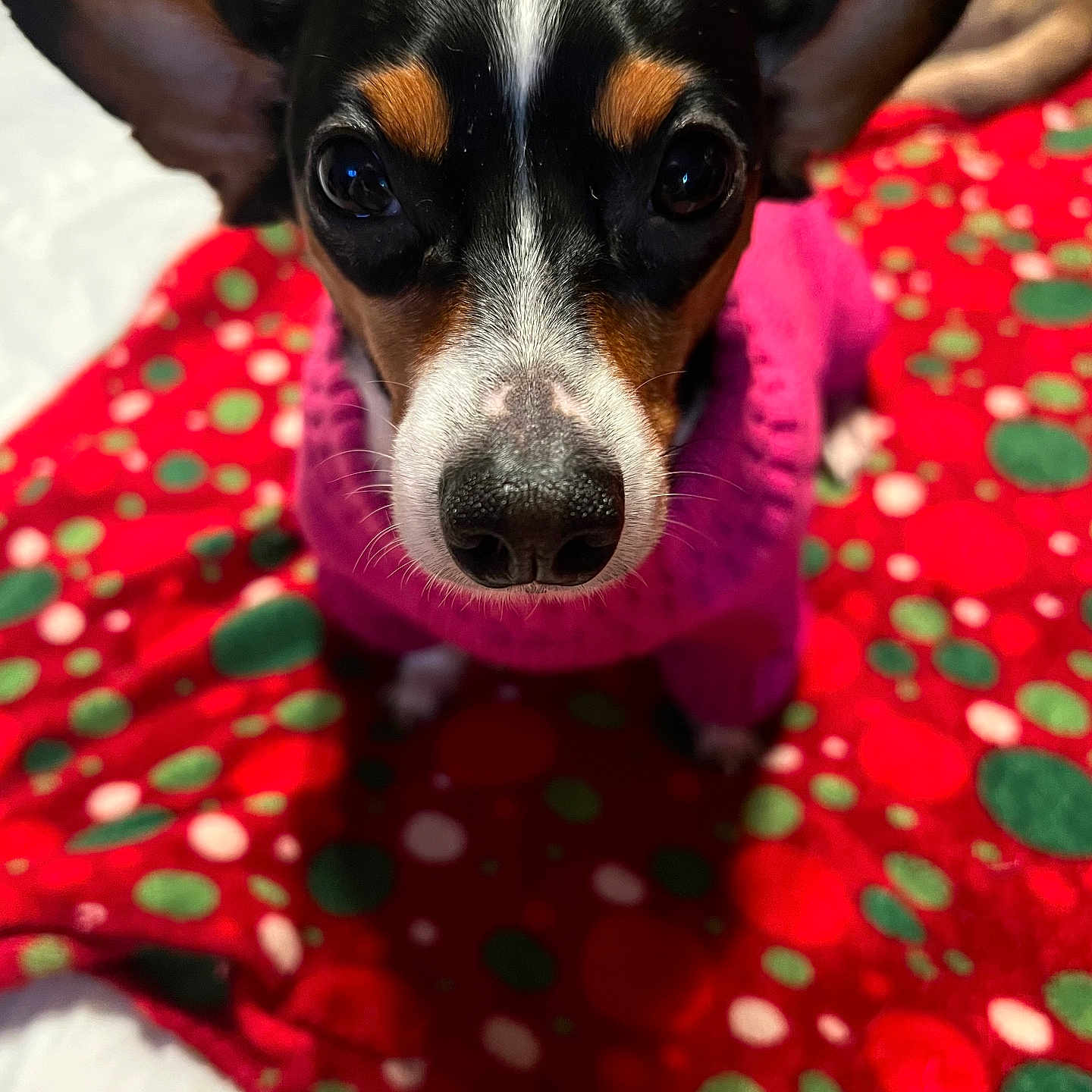 Oreo joined the competition — help win amazing prizes! dog, puppy, small_dog, black_and_white, brown_markings, large_ears, portrait, close_up, staring, indoors, blanket, pink_clothing, red_blanket, green_pattern, polka_dots, cozy, pet, animal, colorful, photography