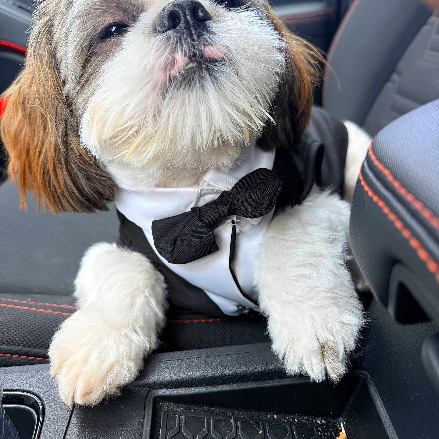 Smoky G Sandoval joined the competition — help win amazing prizes! adorable, bow_tie, car_interior, car_seat, center_console, close_up, companion_animal, dog, fluffy, formalwear, funny, long_hair, pet, photography, portrait, shih_tzu, sitting, tuxedo, vehicle, white_fur
