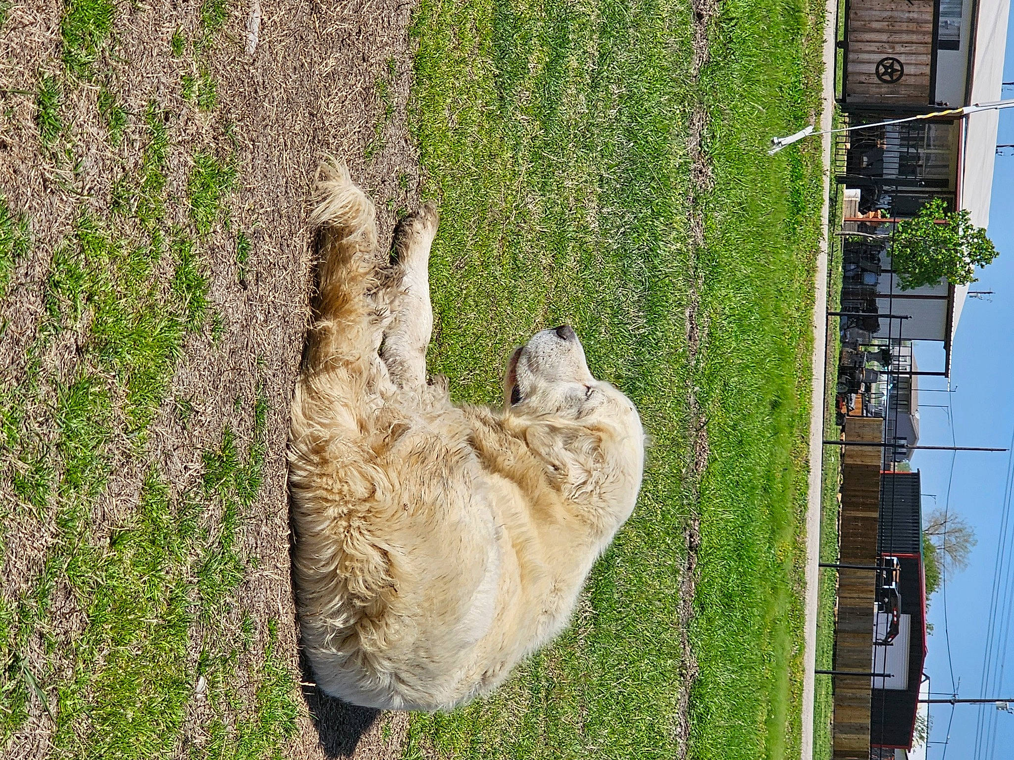 Gypsy joined the competition — help win amazing prizes! building, canidae, carnivore, dog, dog_breed, facade, fawn, felidae, grass, groundcover, plant, small_to_medium_sized_cats, snout, sporting_group, tail, tree, trunk, wildlife, window, wood