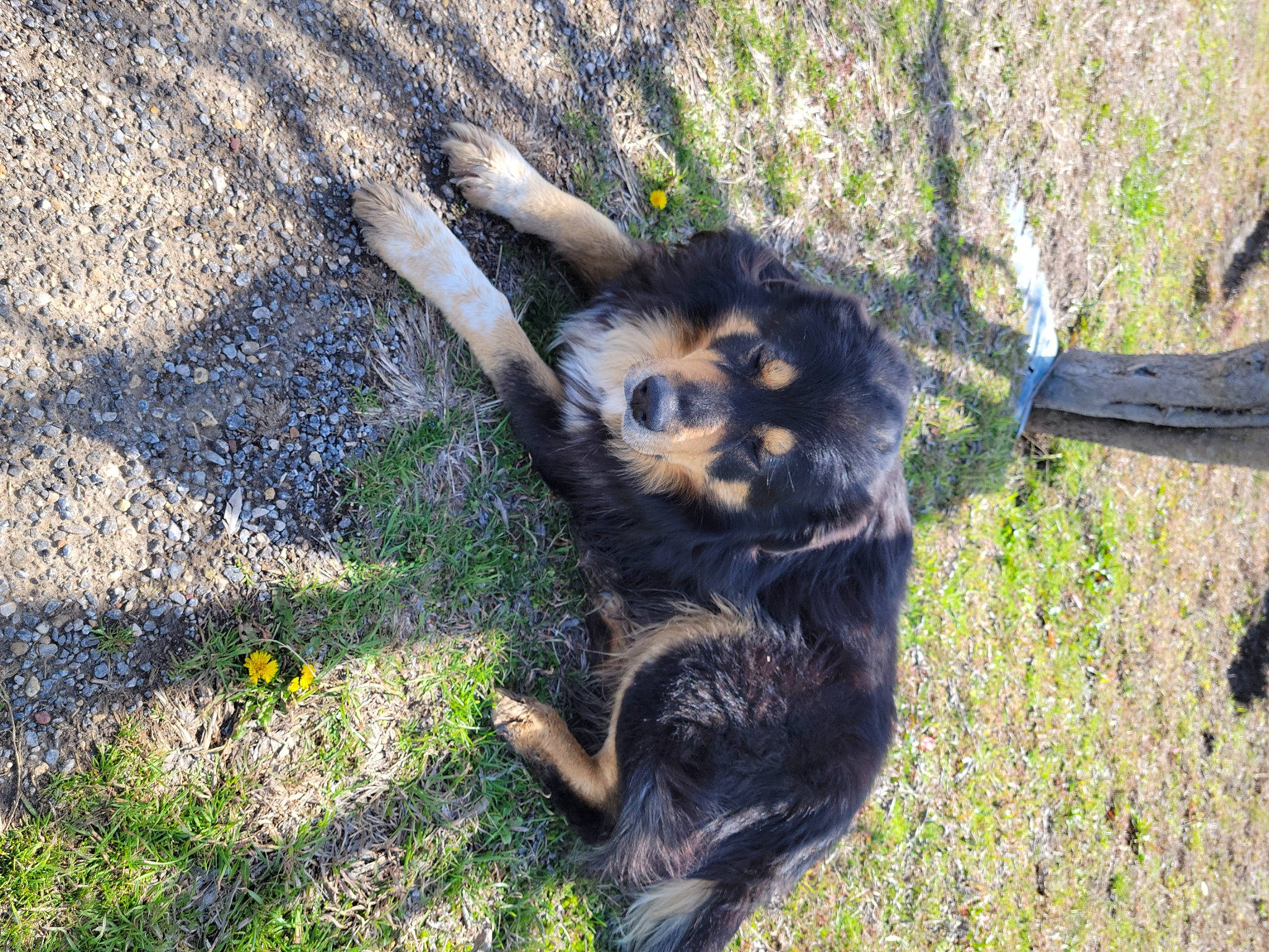 Bear joined the competition — help win amazing prizes! canidae, carnivore, claw, companion_dog, dog, dog_breed, fur, grass, paw, plant, puppy, shadow, snout, soil, sporting_group, tail, terrestrial_animal, wildlife, working_animal, working_dog