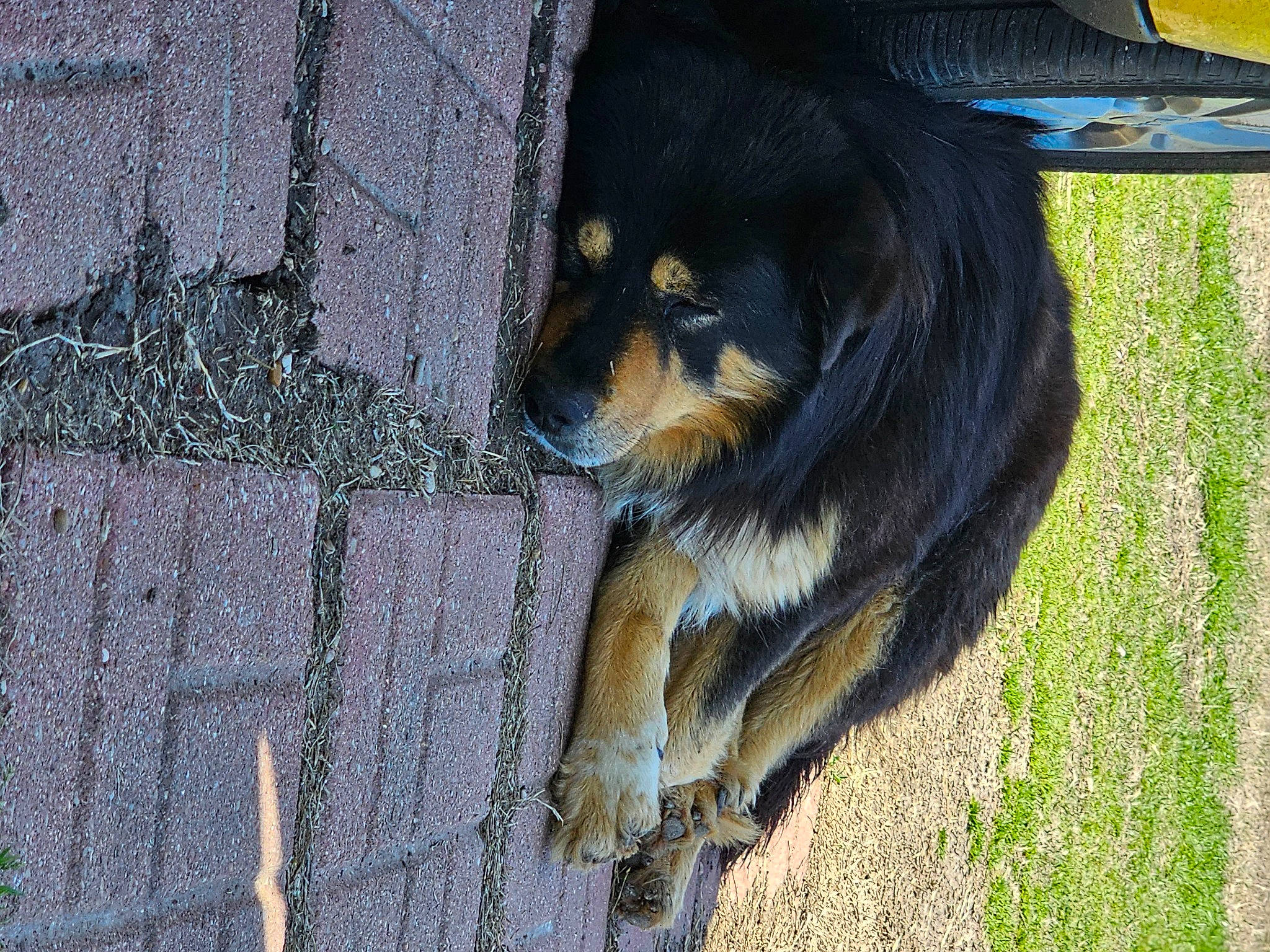 Bear is registered to the contest to win money with this photo: canidae, carnivore, companion_dog, dog, dog_breed, fur, grass, road_surface, snout, sporting_group, tail, terrestrial_animal, tree, wood, working_dog