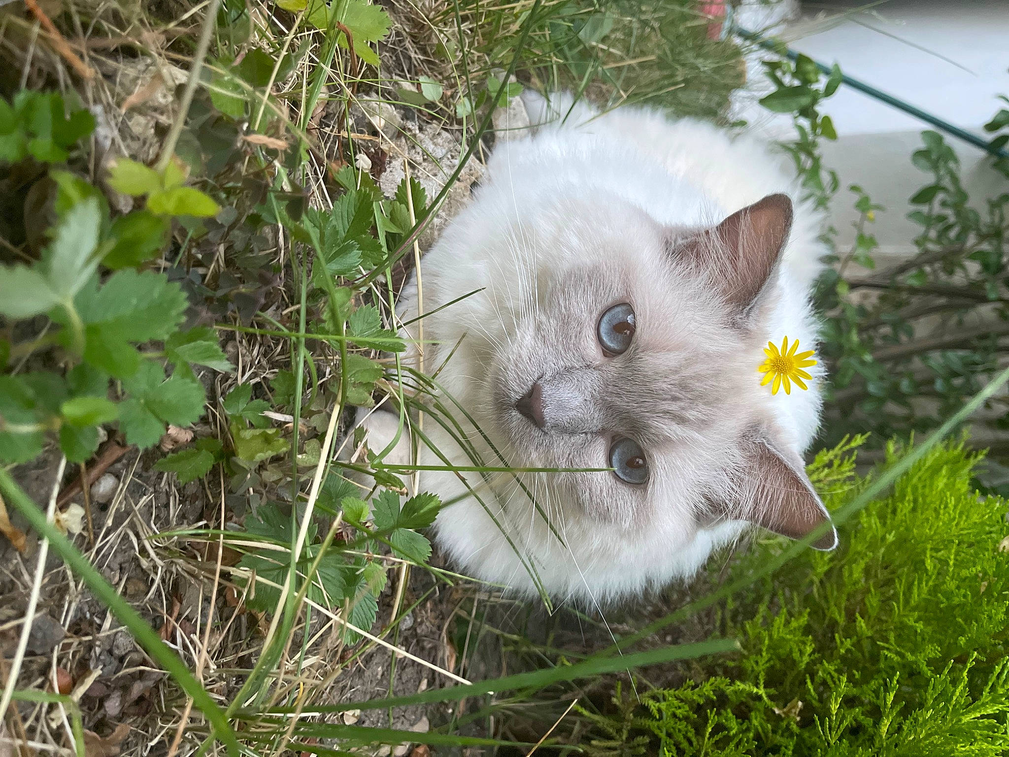 Plume a rejoint le concours — aidez-le/la à gagner de superbes lots ! carnivore, cat, domestic_short_haired_cat, eye, fawn, felidae, flowering_plant, fur, grass, groundcover, herb, plant, small_to_medium_sized_cats, snout, tail, terrestrial_animal, tree, whiskers, wildlife, window