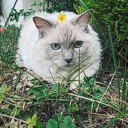 Plume participe au concours pour gagner de l'argent avec cette photo : cat, white_cat, blue_eyes, flower, grass, outdoor, nature, pet, animal, fur, whiskers, ears, closeup, greenery, leaf, plant, cute, lying_down, adorable, calm