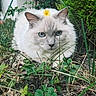 cat, white_cat, blue_eyes, flower, grass, outdoor, nature, pet, animal, fur, whiskers, ears, closeup, greenery, leaf, plant, cute, lying_down, adorable, calm