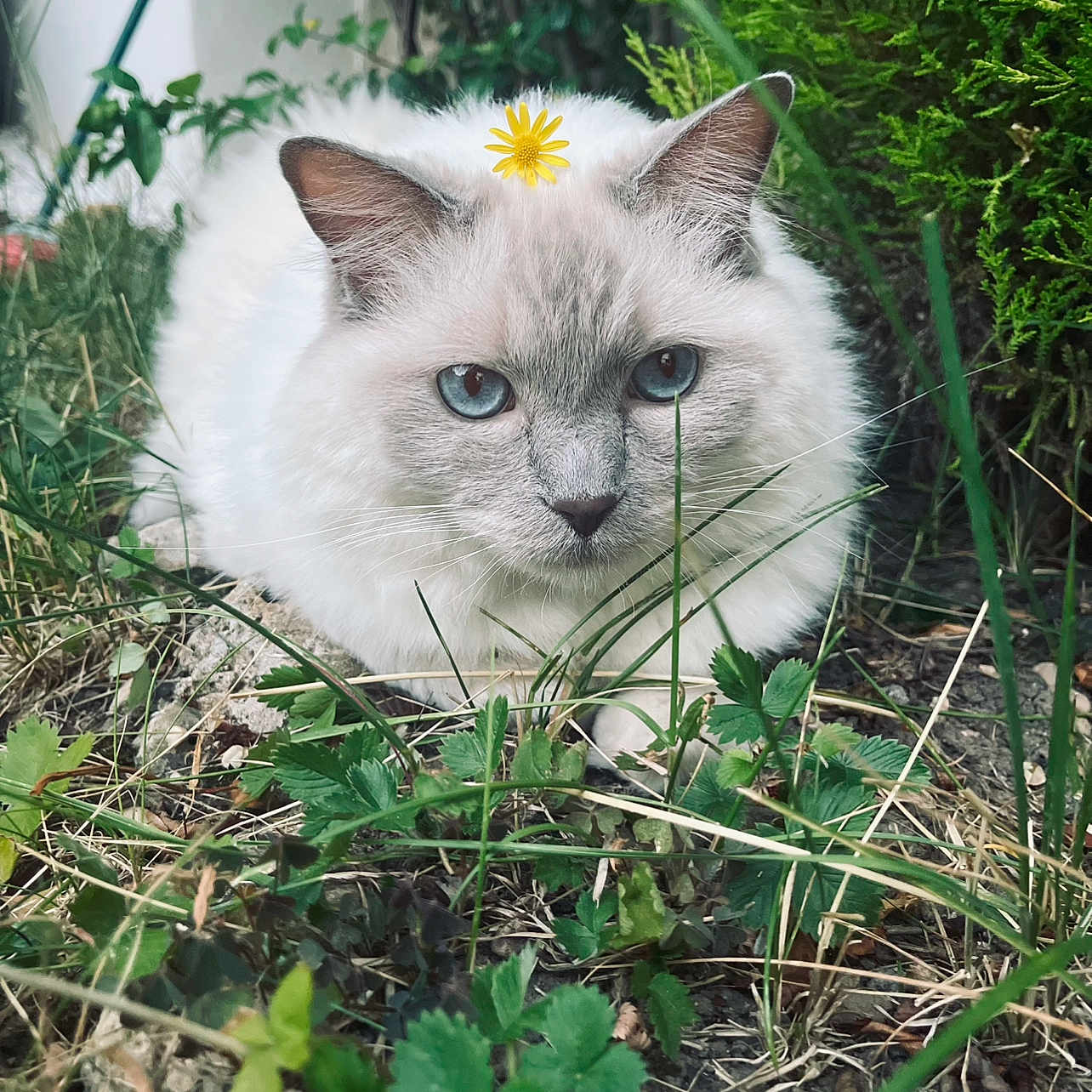 Plume participe au concours pour gagner de l'argent avec cette photo : cat, white_cat, blue_eyes, flower, grass, outdoor, nature, pet, animal, fur, whiskers, ears, closeup, greenery, leaf, plant, cute, lying_down, adorable, calm